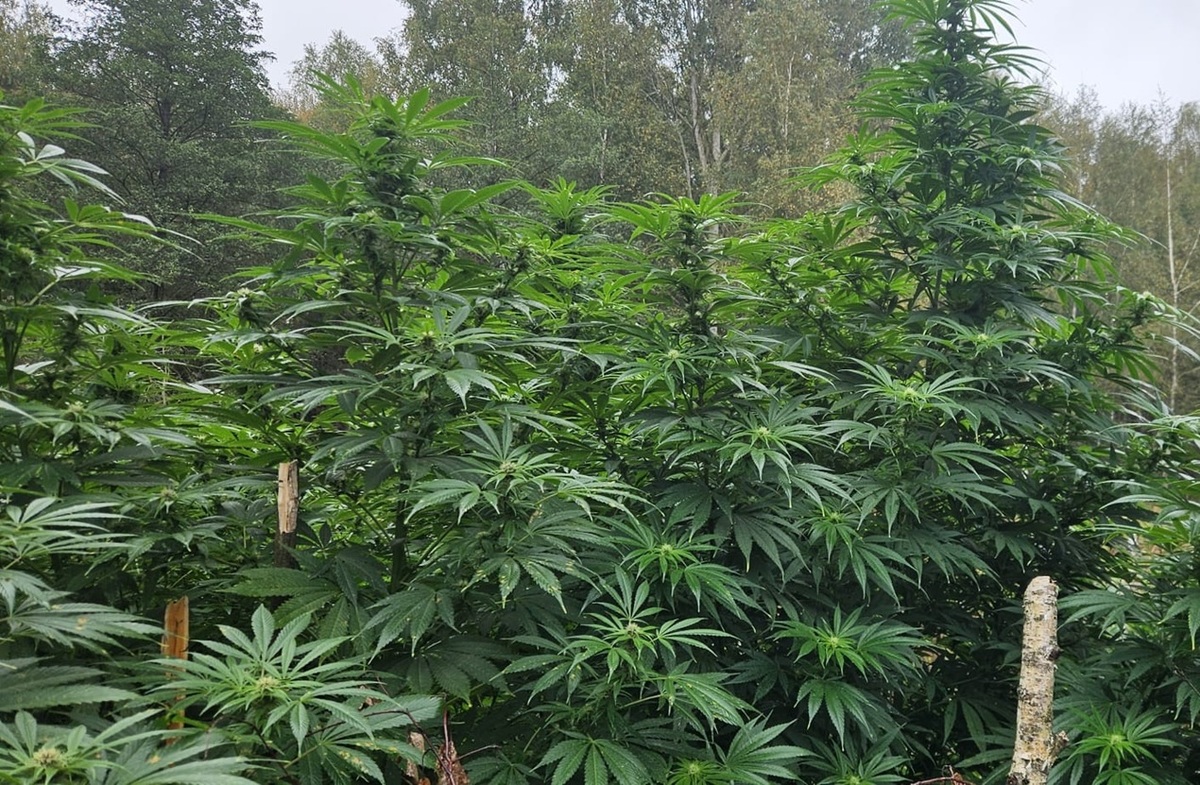 roślina konopi na plantacji