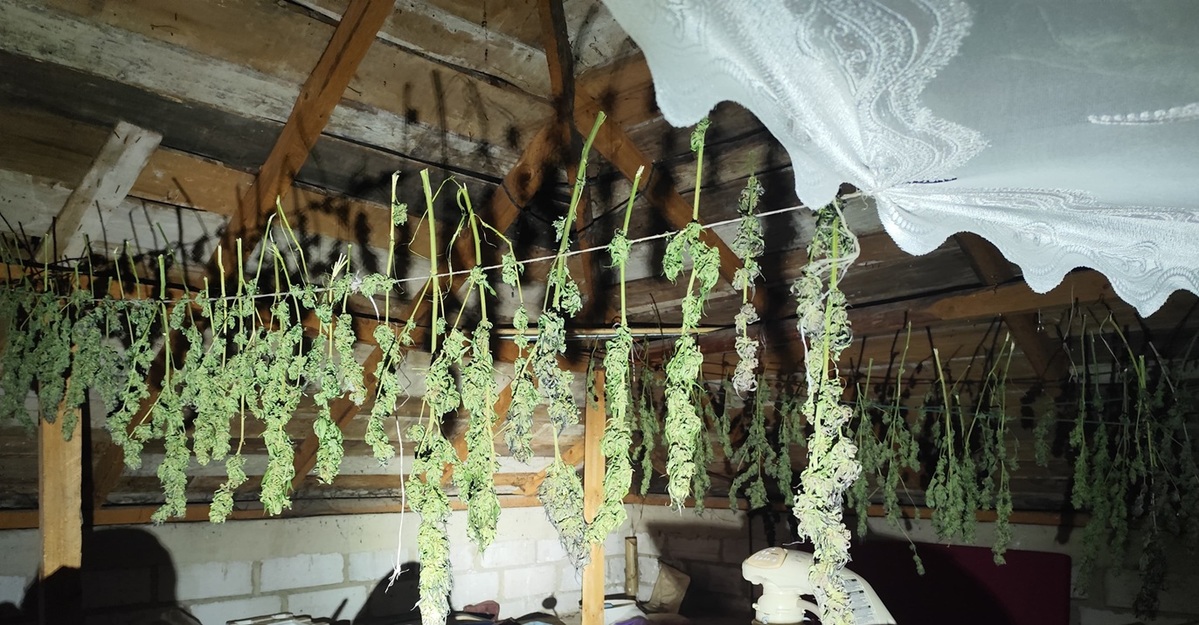 ziele konopi suszące się na sznurkach