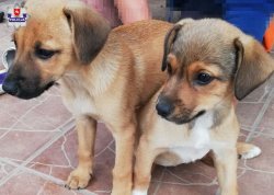 znalezione szczenieta