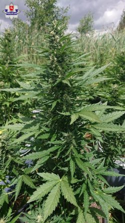 jedna z zabezpieczonych roślin konopi innych niż włókniste