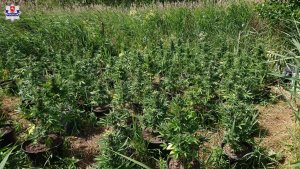 ujawniona plantacja konopi