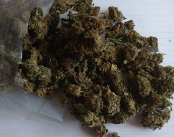 zabezpieczona marihuana