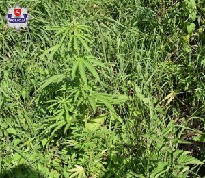 zabezpieczona roślina konopi innych niż włókniste