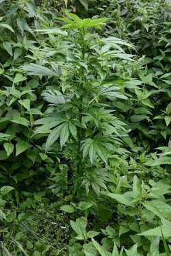 zabezpieczona roślina