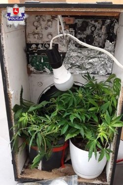 zabezpieczone rośliny