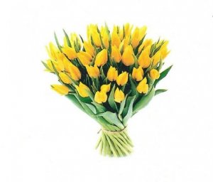bukiet tulipanów