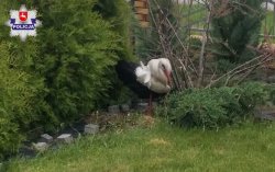 ranny bocian stojący na terenie ogrodzonej posesji