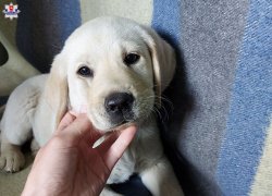 znaleziony szczeniak