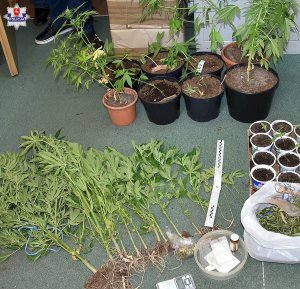 uprawa roślin konopi stojąca w doniczkach