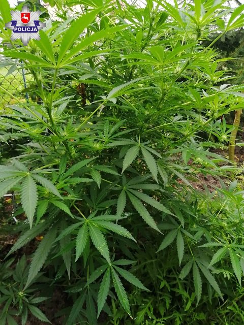 roślina konopi