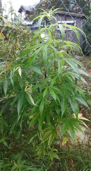 roślina konopi rosnąca obok ogrodzenia posesji