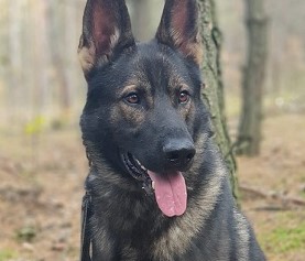 pies służbowy Lapis