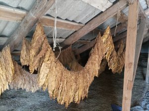 tytoń zawieszony pod dachem na sznukach