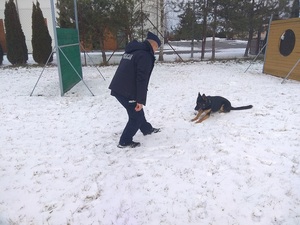 pies z opiekunem podczas treningu