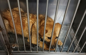 pies leżący w klatce