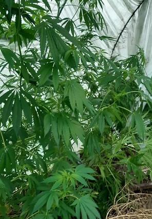 fragment rośliny konopi