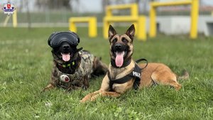 dwa policyjne psy leżące na trawie