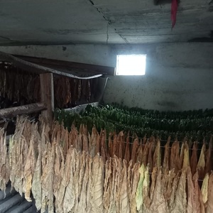 suszący się tytoń rozwieszony na sznurkach w pomieszczeniu gospodarczym