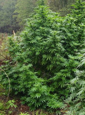 rośliny konopi na plantacji