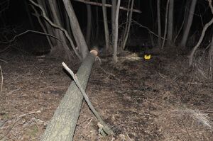 leżące na ziemi ścięte drzewo