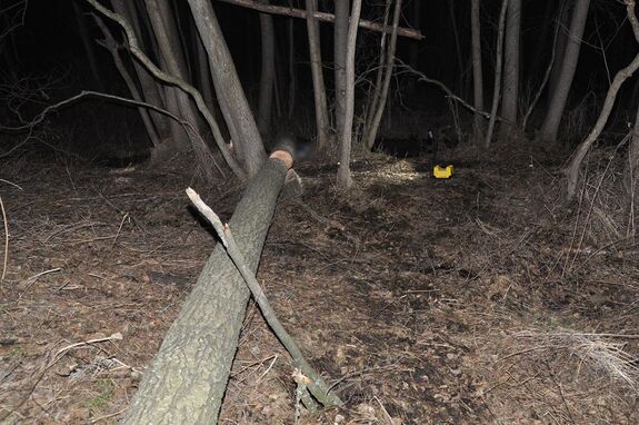 leżące na ziemi ścięte drzewo