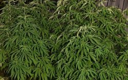 ujawnione rośliny konopi