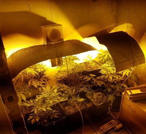 konopie indyjskie w doniczkach