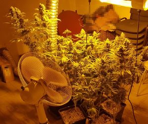 konopie w doniczkach obok wentylator